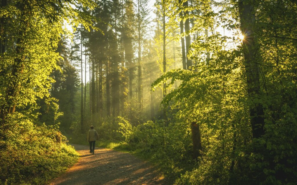 Promenad på en skogsstig